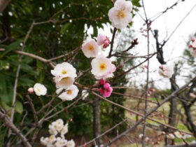 ３月の植木の様子