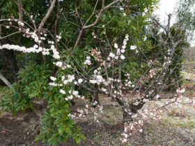 ３月の植木の様子