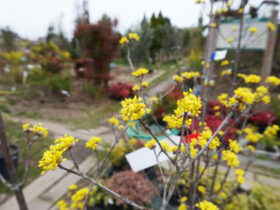 ３月の植木の様子