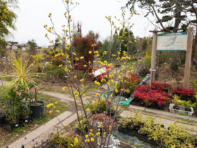 ３月の植木の様子