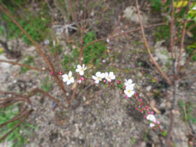 ３月の植木の様子