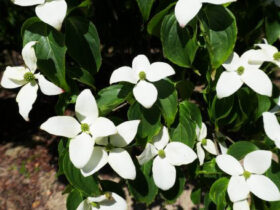 ５月の植木の様子