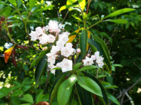 ５月の植木の様子