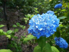 ５月の植木の様子