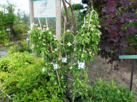 ５月の植木の様子