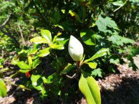 ６月の植木の様子