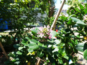 ６月の植木の様子
