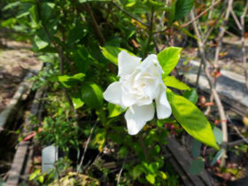 ６月の植木の様子