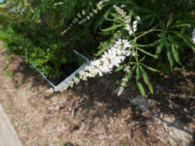 ６月の植木の様子