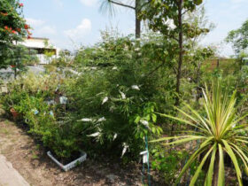 ６月の植木の様子