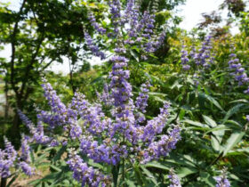 ６月の植木の様子