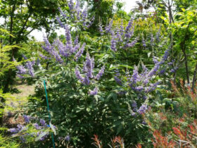 ６月の植木の様子