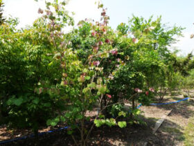 ６月の植木の様子