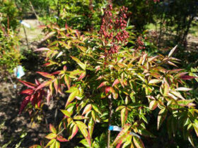 １０月の植木の様子